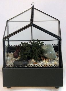 Gothic House Terrarium Wardian Case with Ruby Red Club Moss WAR147