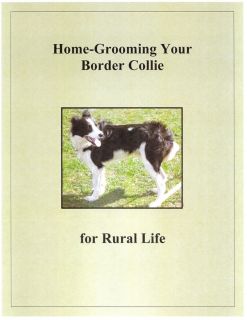 Easy to Understand Report on How to Home Groom Your Border Collie for