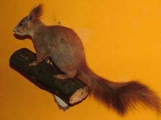 European Squirrel Mount Taxidermy