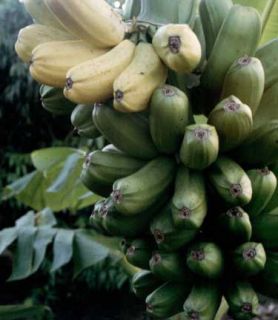 Hua MOA Banana Plant Fruit Tree Large Fruit