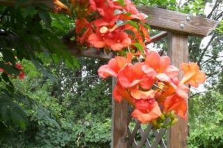 Trumpet Hummingbird Vine Live Plants