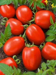 Viva Italia Hybrid Tomato 30 Seeds Pack