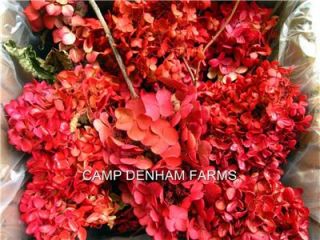 Dried Red Hydrangeas Wedding Flowers Dried
