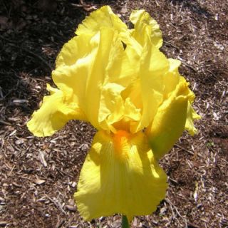 Yellow Ruffled TB Iris Noid Plant Rhizome Perennial