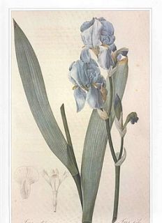 Pierre Joseph Redoute Botanical Print Blue Iris