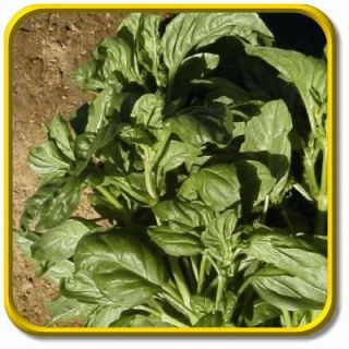 oz Bulk Italian Large Leaf Basil Herb Seeds