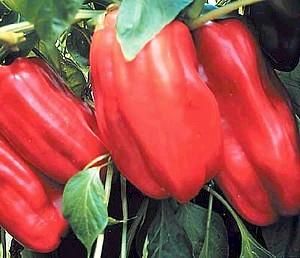 Sweet French Vidi Pepper 20 Seed Seeds French Hybrid