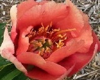 PEONY   ITOH OLD ROSE DANDY Antique rose blooms fade to dark pink