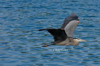 Bird Blue Heron Egret Photography Jackson 5x7 278