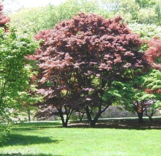 Japanese Red Maple Tree for Landscape or Bonsai Flat Rate Shipping