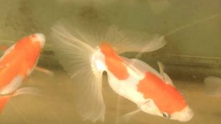 Japanese Tosakin Goldfish Fry Excellent Jeffs Betta Biosphere