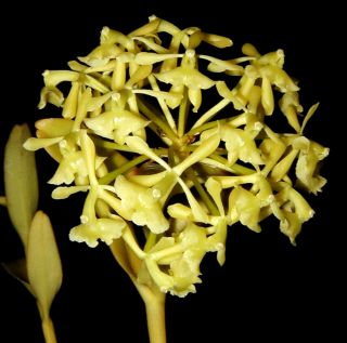 JEWELL ORCHIDS – BIN   Fragrant Epidendrum melistagum species orchid
