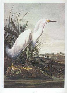 John James Audubon Bird Print Snowy Egret  