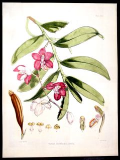 1855 Hooker Fitch Antique Botanical Orchid Print Bhutan  