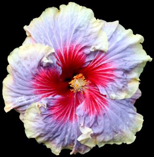 Hibiscus Hybrid Seeds Envie x Cajun Blue