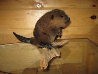 Beautiful Adorable Baby Beaver Kit Taxidermy Mount Art Wildlife  No