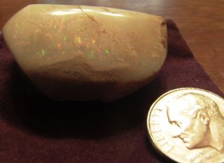 Large Coober Pedy Opalised Cockle Shell Opal 19 Grams