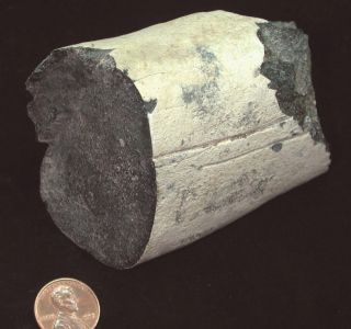Collophane in Fossil Manatee Bone Lake City Florida