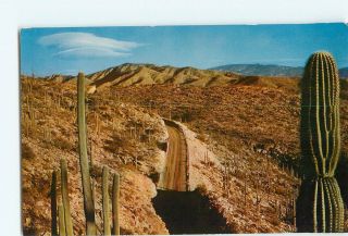Highway Through The Saguaros Arizonia Giant Cactus MT Lemmon