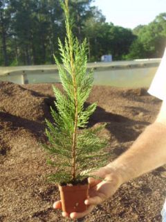 25 Leyland Cypress Liners in 2 3 4 inch Individual Pots 12 inches Plus