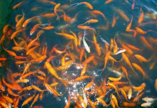 One 4 6 Live Gold Fish Comet for Koi Pond Water Garden PKF