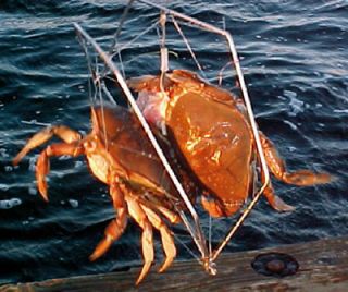 Traps U Can Trustcatch Dungeness Blues Lobsters Craw Fish Etc