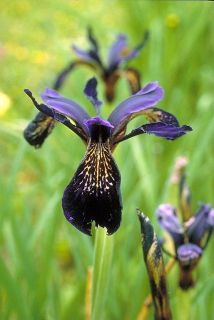 Iris Bulleyana Seeds RARE Siberian Iris
