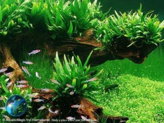 Philip Java Fern Live Aquarium Plant Fish Moss Tank Q