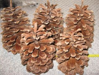 Longleaf Pine Cones for Crafts or Squirrels