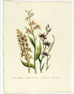 1849 Antique HC Loudon Print 55 Orchids Helleborine