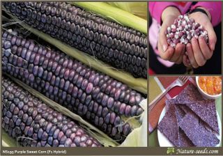 F1 Hybrid Purple Corn Maize Vegetable Seeds