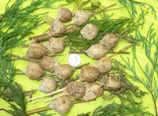 17 OF OUR BIG GIRLS PRAYING MANTIS EGG CASES CHINESE OOTHECA INSECT