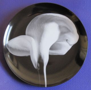 Robert Mapplethorpe Calla Lily 1984 1989 Collector Plate by Swid