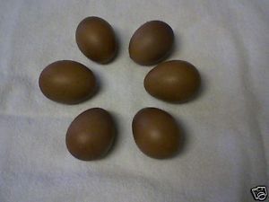 Marans 10 French Black Copper Maran Hatching Eggs