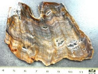 RARE Hells Canyon Herringbone Petrified Wood Slice