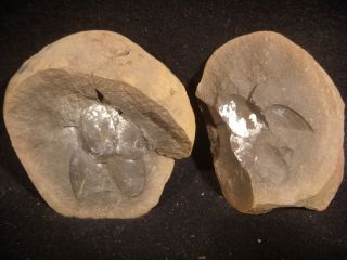 Mazon Creek Fossils Multiple Edmondia Clams