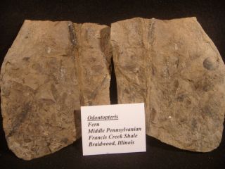 Mazon Creek Fossils Beautiful Odontopteris Petals