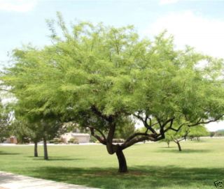 Chilean Mesquite Tree Seeds Fast Growing Thornless 10