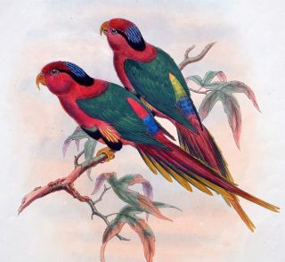 Gould Hart Birds of New Guinea – Hand Colored Parrot Lithograph