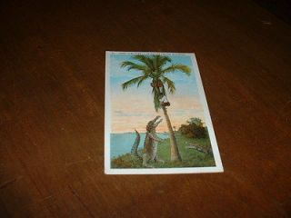 1924 Honey Come Down Alligators Negro in Tree Florida Postcard