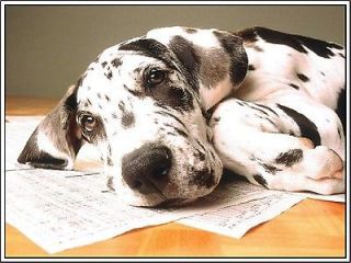 Dog Great Dane Puppy Greeting Notecards/ Envelopes