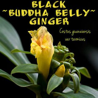 BLACK BUDDHA BELLY GINGER~ Bamboo Stems Costus guanaiensis v tarmicus