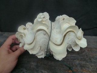 260mm GIANT KILLER CLAM Gigas Squamosa Shell Seashell Large Oysters
