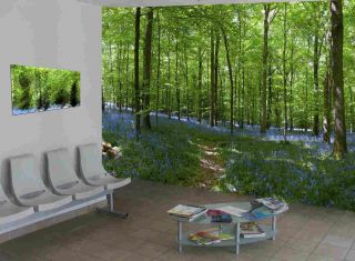 Bluebell Forest Wall Mural 12wide by 8high