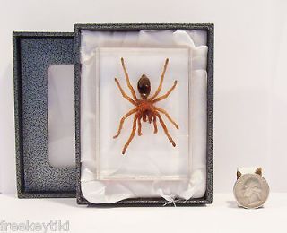 Real Tarantula like Spider Specimen Paperweight Taxidermy Insect Boxed