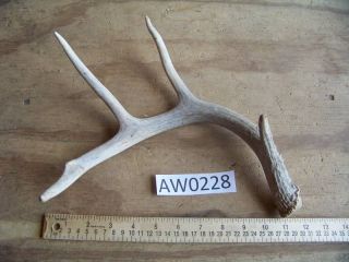 Whitetail Deer Antler Shed Knife & Art Supplies AW0228