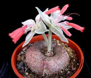leucotricha Rechsteineria rare cactus cacti caudex plant seed 30 SEEDS