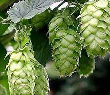 Cascade HOP seeds, beer seeds Grow your own hops Homebrew