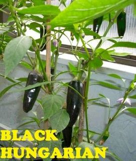 HOT Chili Chilli Pepper Seeds   24 varieties to pick from