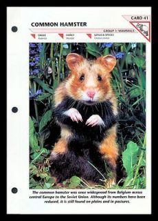 COMMON HAMSTER WILDLIFE FACT FILE CARD #41 FOLD OUT INFO SHEET